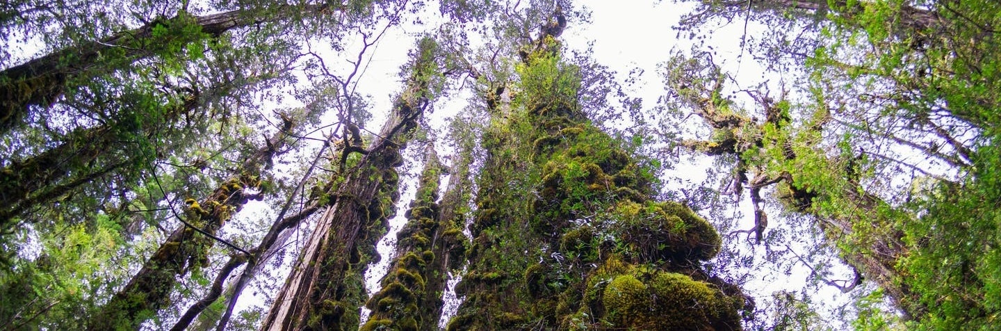 Indigenous education